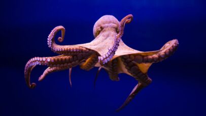 Cérebros de animais marinhos estariam diminuindo por causa da acidez dos oceanos