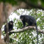 Nova espécie de macaco com lábios alaranjados é descoberta em floresta no Congo
