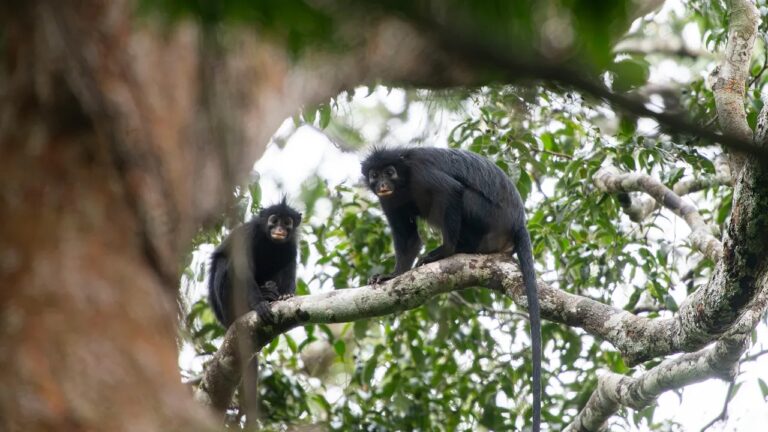 Nova espécie de macaco com lábios alaranjados é descoberta em floresta no Congo