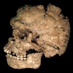 Lesão em mandíbula de Homo sapiens revela violência pré-histórica há 90 mil anos