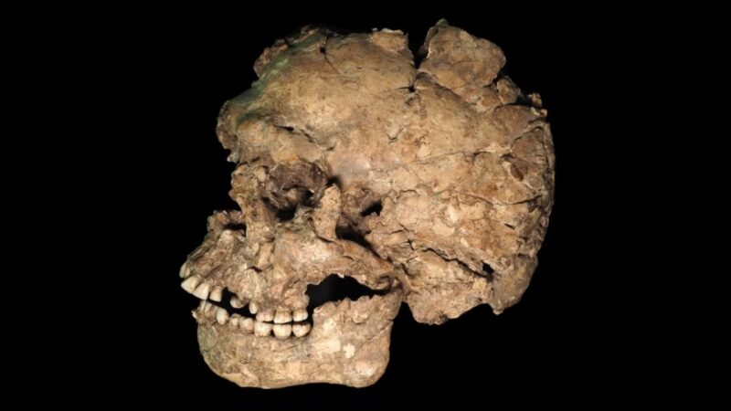 Lesão em mandíbula de Homo sapiens revela violência pré-histórica há 90 mil anos