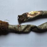 Floresta na Polônia pode abrigar destroços de avião da Segunda Guerra Mundial