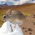 Estudo explica como ratos sobrevivem em vulcões congelados a quase 7 mil metros nos Andes