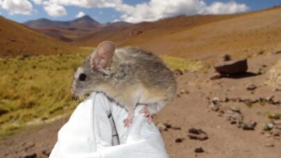 Estudo explica como ratos sobrevivem em vulcões congelados a quase 7 mil metros nos Andes