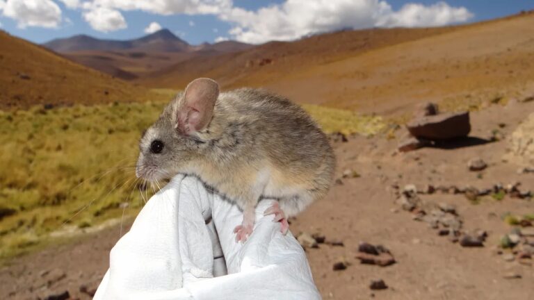 Estudo explica como ratos sobrevivem em vulcões congelados a quase 7 mil metros nos Andes
