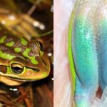 Sapo australiano revela rara cor azul escondida para fugir de predadores