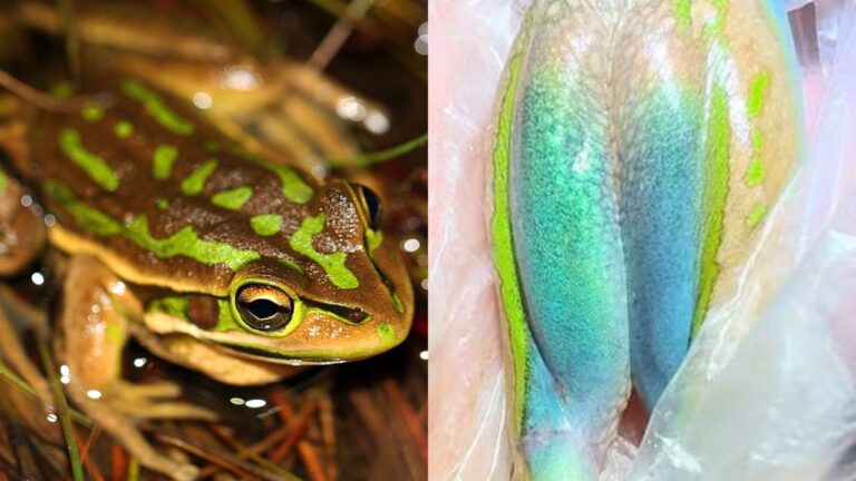 Sapo australiano revela rara cor azul escondida para fugir de predadores
