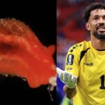 Nova espécie de molusco é nomeada em homenagem ao goleiro Vozinha