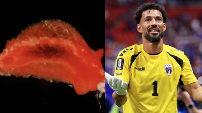 Nova espécie de molusco é nomeada em homenagem ao goleiro Vozinha