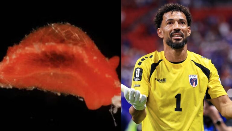 Nova espécie de molusco é nomeada em homenagem ao goleiro Vozinha