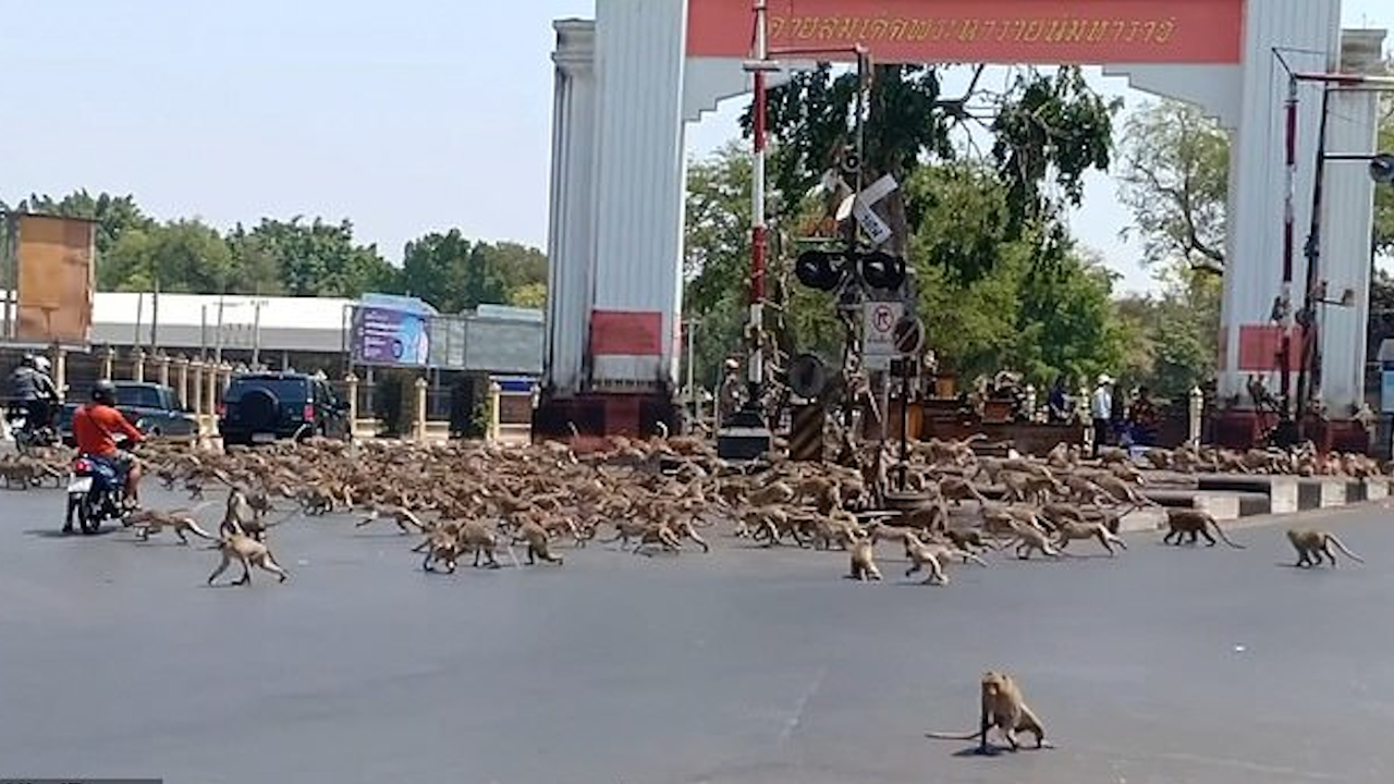Impedidos de serem alimentados por turistas, macacos brigam nas ruas da Tailândia