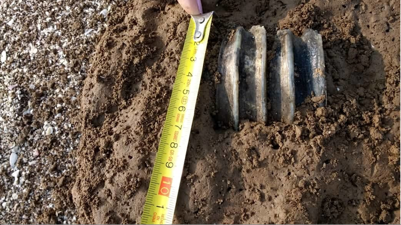 Família de turistas encontra fósseis impressionantes de animal gigante em praia da Argentina