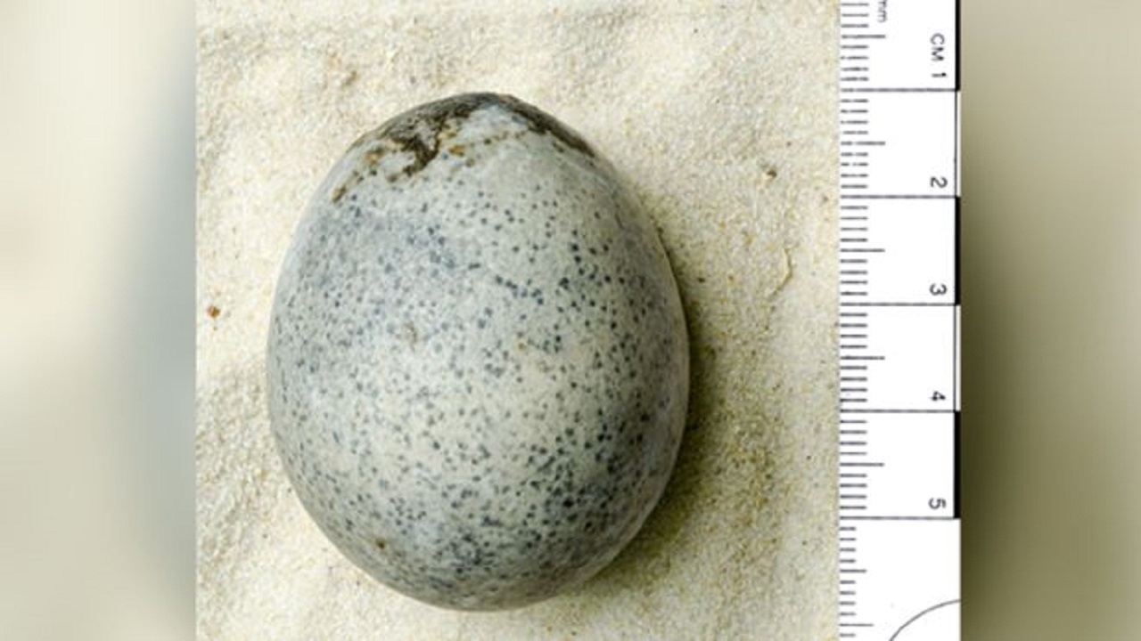 Arqueólogos encontram ovos de galinha de 1.700 anos incrivelmente preservados