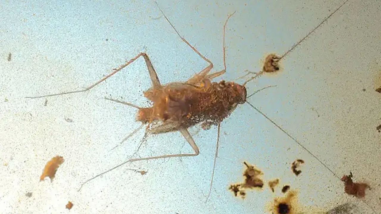 Barata de 99 milhões de anos é descoberta e se torna o animal mais antigo já encontrado em uma caverna