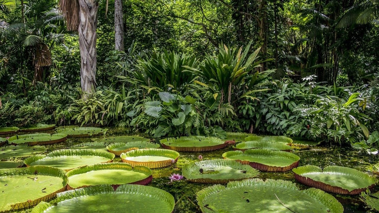 Nova obra de Eliane Brum aborda as múltiplas realidades da Amazônia