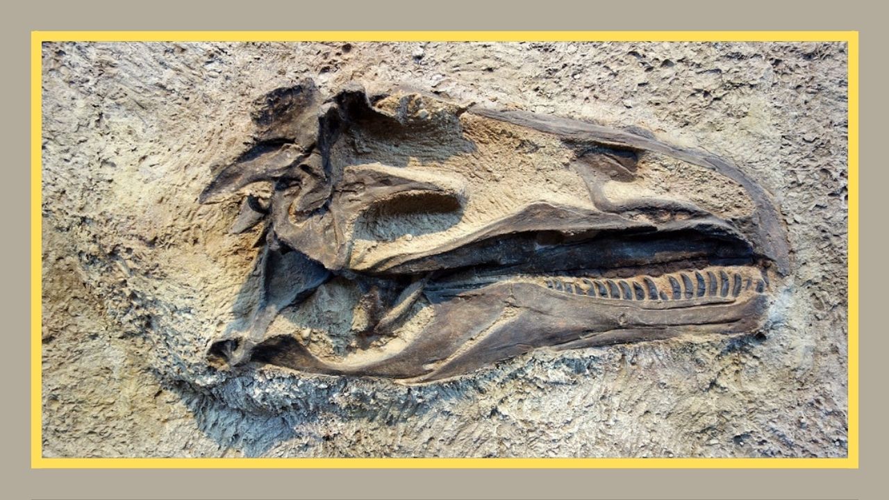 Dia do Paleontólogo: de dinossauros à plantas, conheça o profissional que estuda a vida no planeta Terra