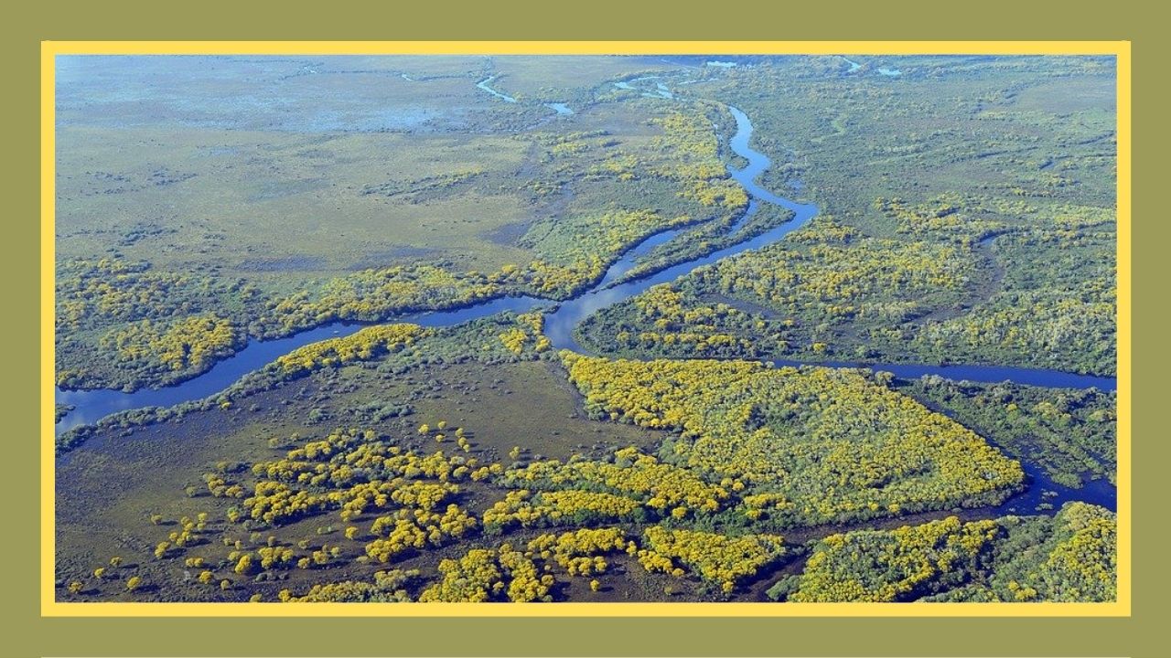 Pantanal: confira algumas curiosidades sobre um dos principais biomas brasileiros