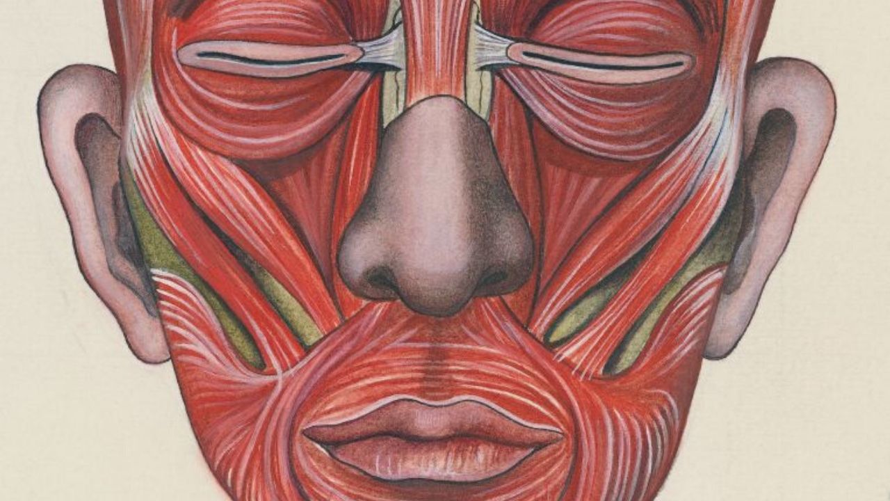 Anatomia Topográfica Humana: O livro nazista que continua sendo utilizado por cirurgiões