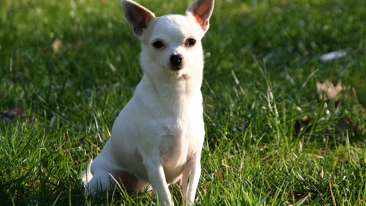 Cachorros de pequeno porte já eram animais de estimação no Império Romano
