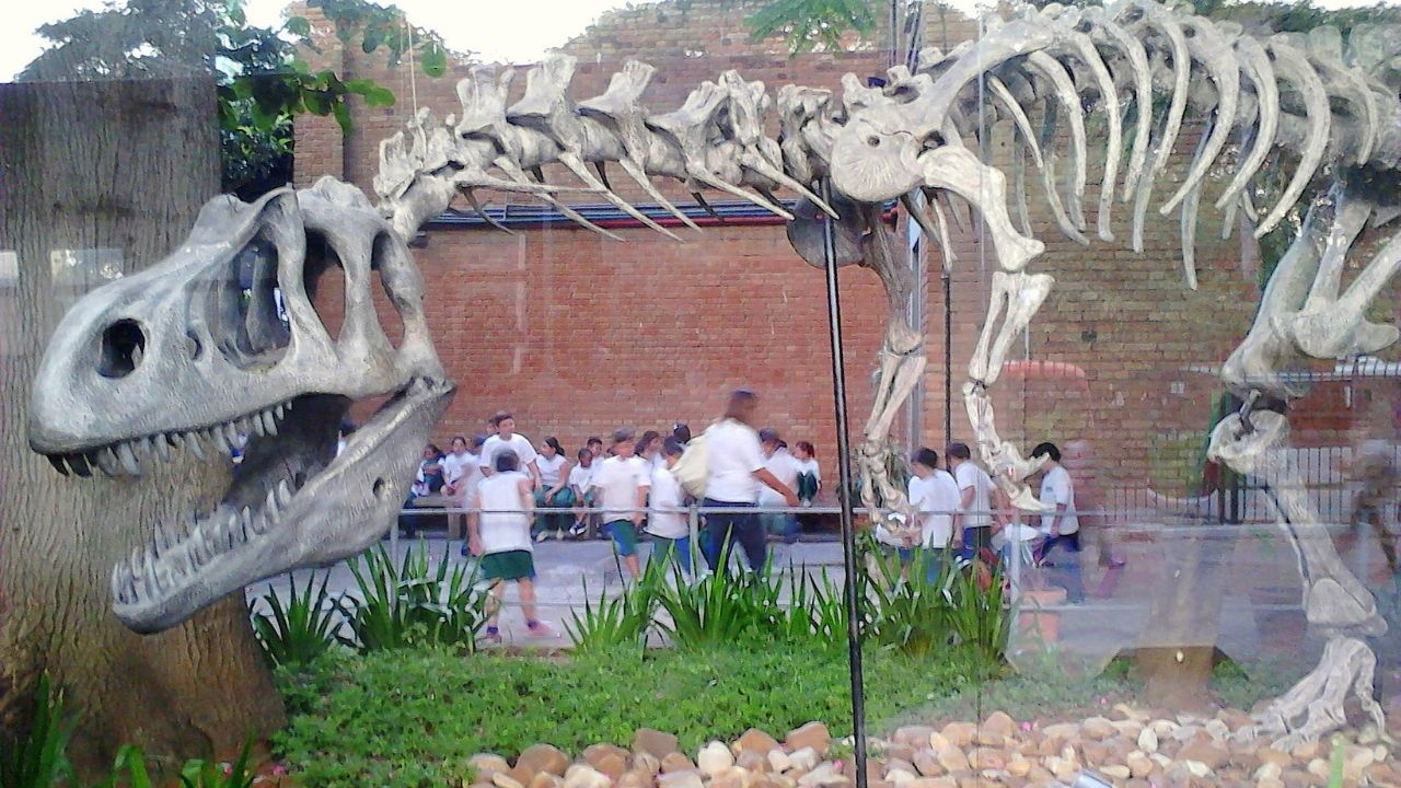 Esqueleto de dinossauro, com possíveis marcas de embate, é vendido por 23 milhões de reais