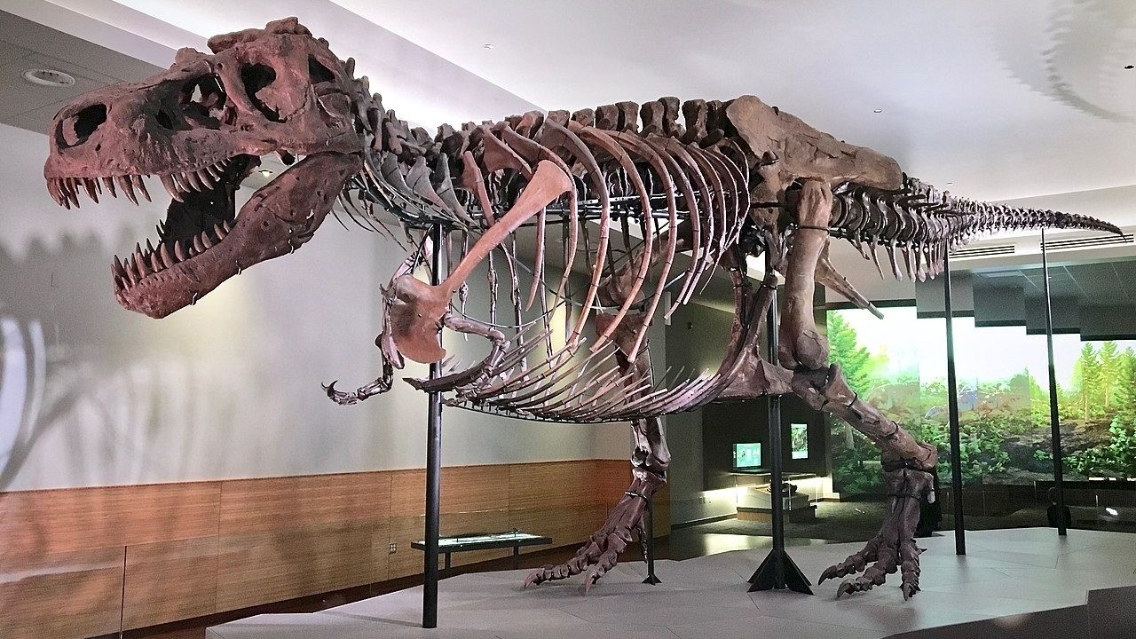 Pesquisadores desenvolvem técnicas para descobrir pesos de dinossauros extintos