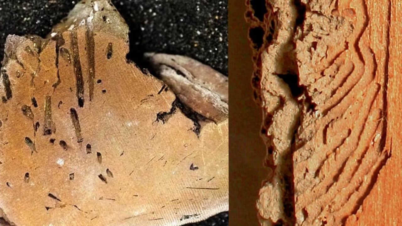 Estudante descobre por acidente rastros fossilizados de organismo perfurador de madeira no Canadá