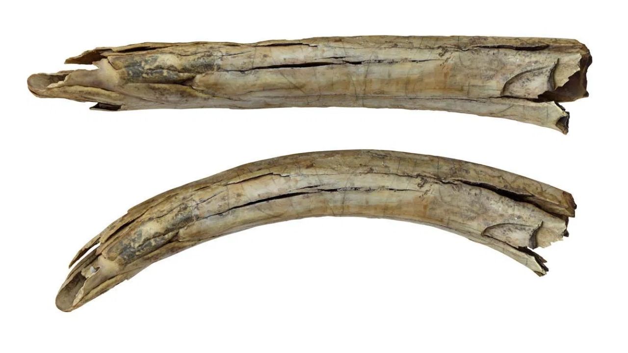 Presa de mamutes de 13 mil anos com desenhos de camelos são descobertas na Sibéria