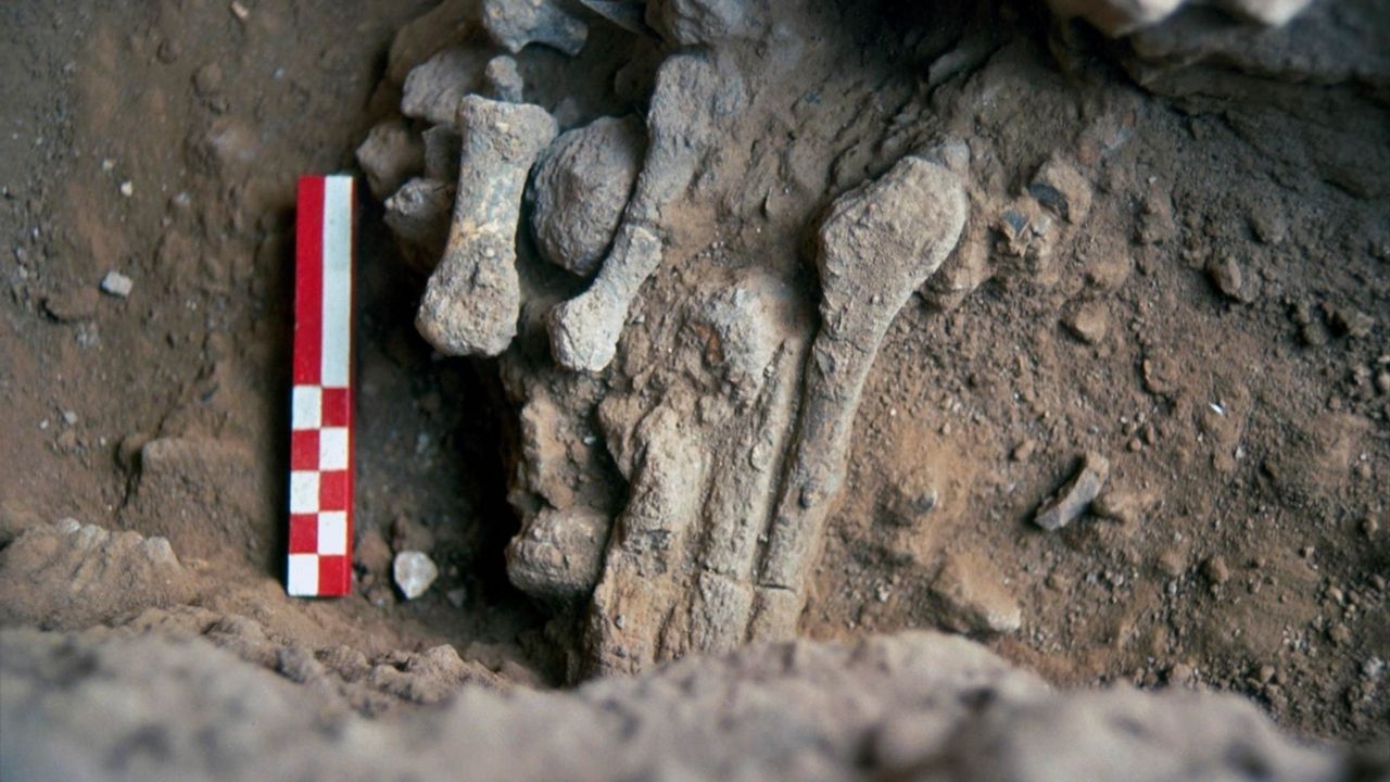Pesquisadores concluem que ossos encontrados em Israel são de jovem mulher neandertal