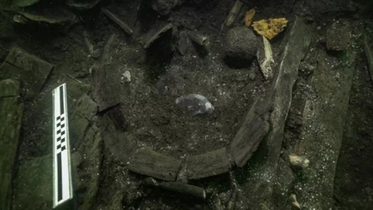 Pesquisadores descobrem espécie de peixe de 525 anos encontrado em navio de rei da Dinamarca