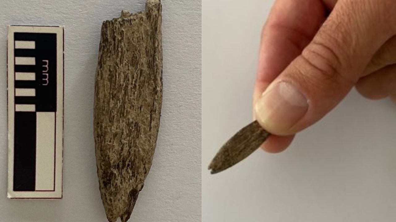 Arqueólogos revelam possível ferramenta aborígene de osso de canguru na Austrália