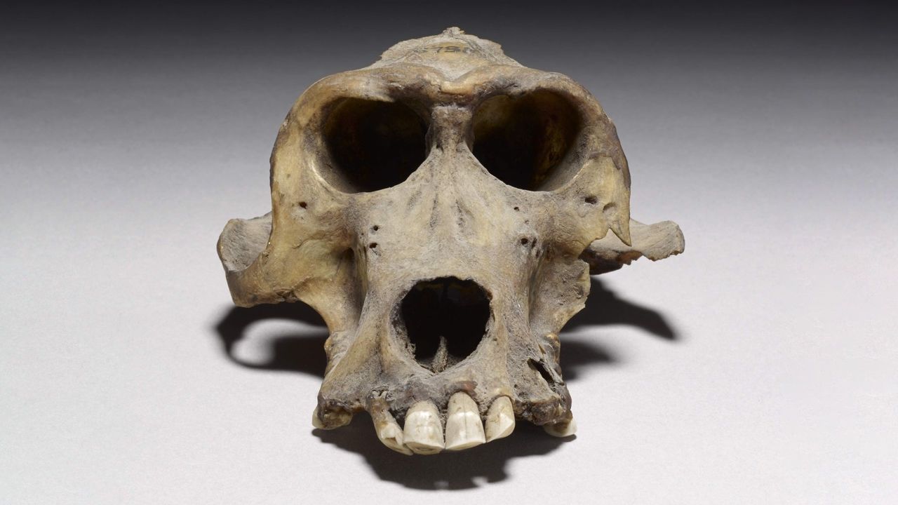 Crânio de babuíno de 3 mil anos pode ser pista sobre misteriosa terra narrada por antigos egípcios, afirmam pesquisadores