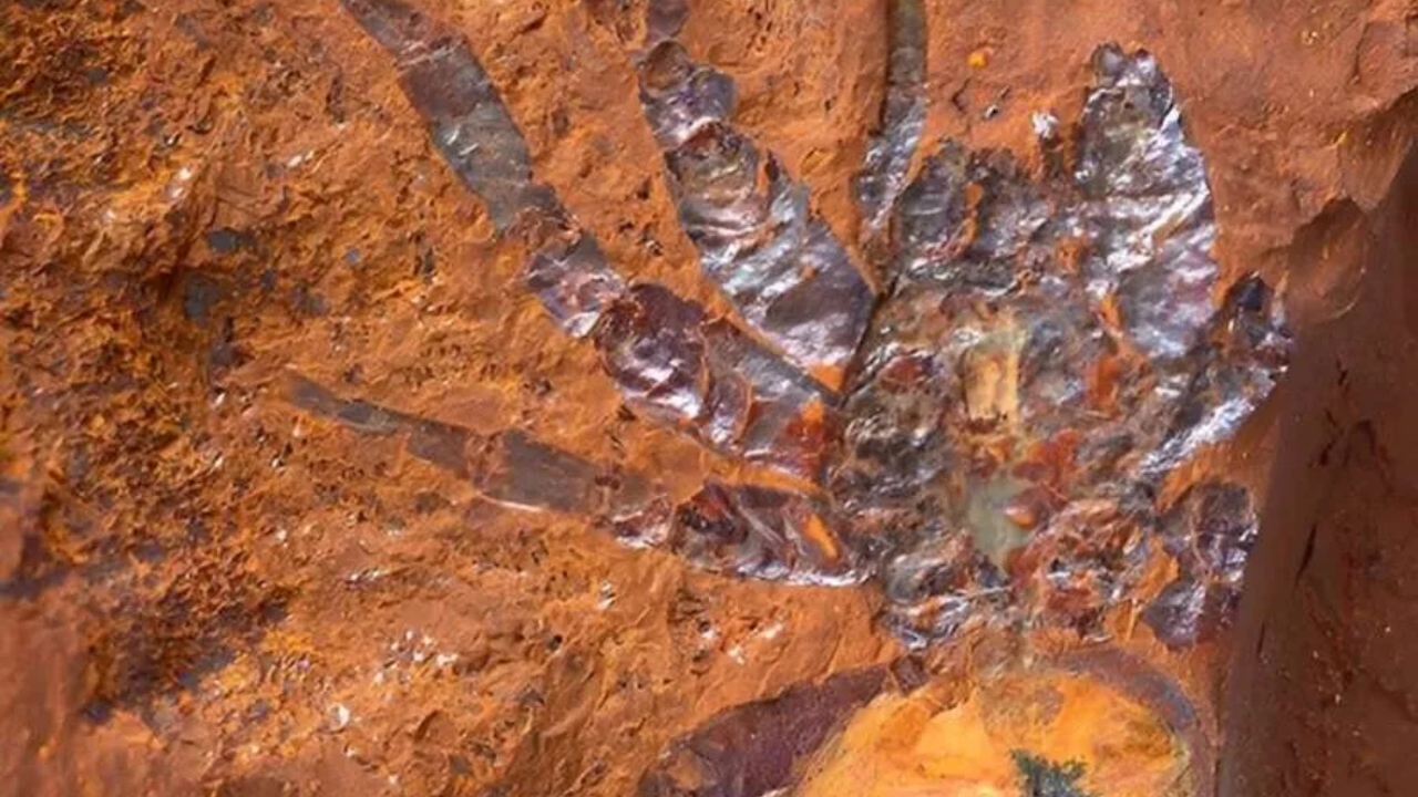 Fóssil de aranha de ao menos 11 milhões de anos é descoberto na Austrália