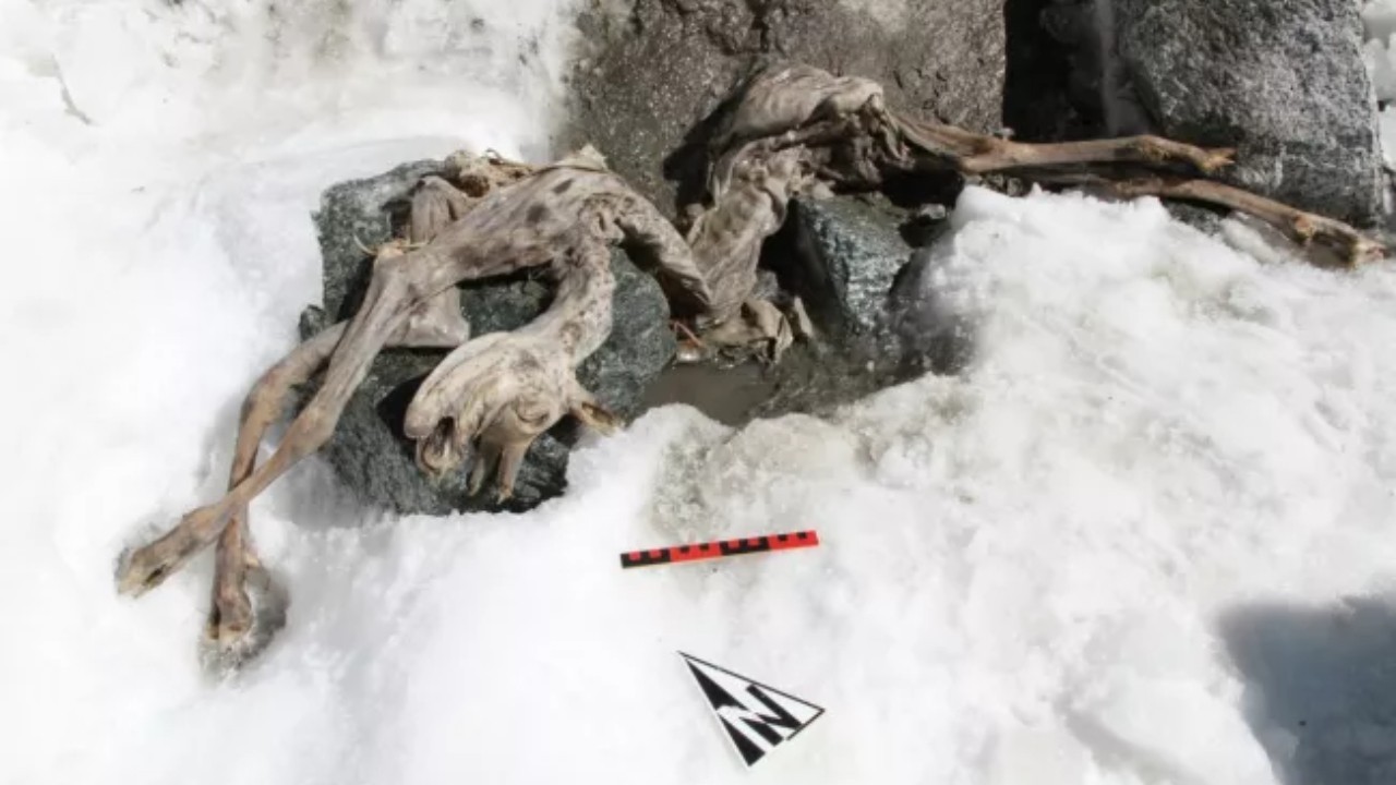 Herança congelada: a impressionante cabra mumificada de 400 anos