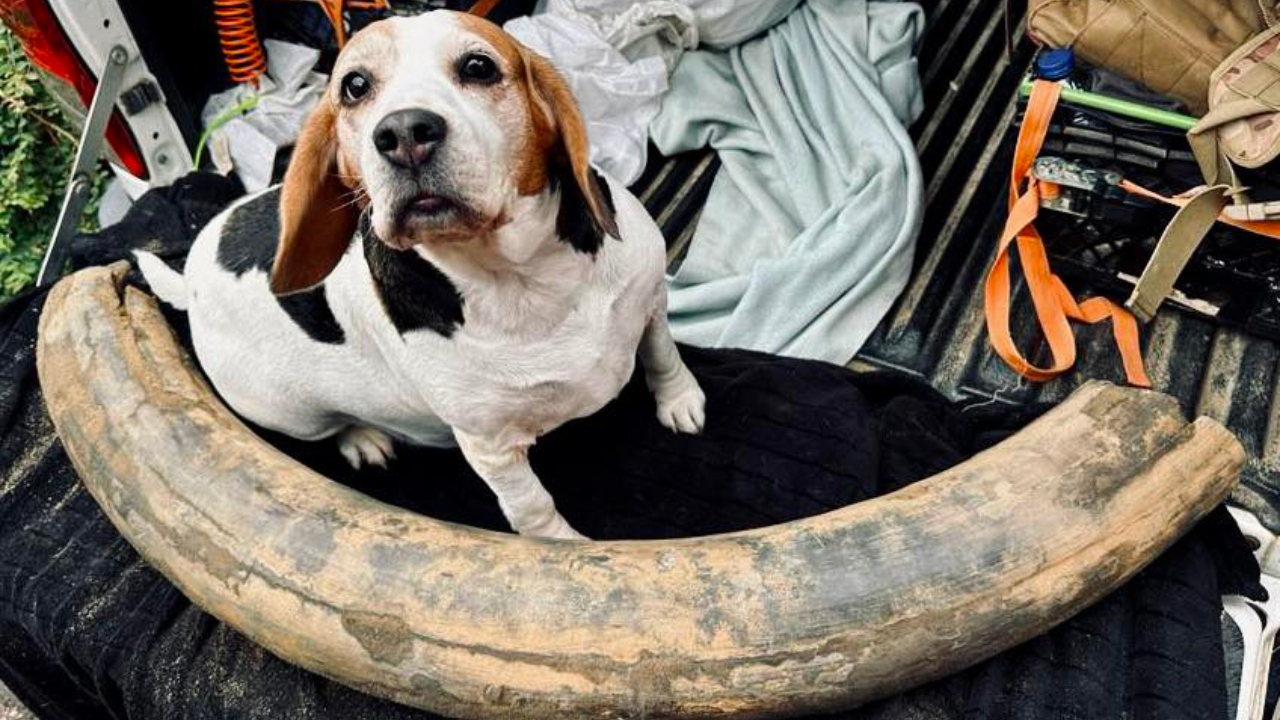 Paleontólogo inglês encontra presa de mamute de 400 mil anos em pedreira
