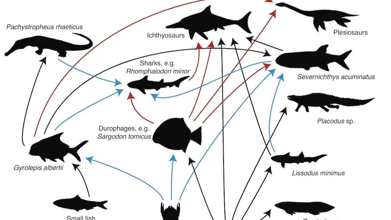 Análise de cocô fóssil de 200 milhões de anos revela cadeia alimentar completa de peixes