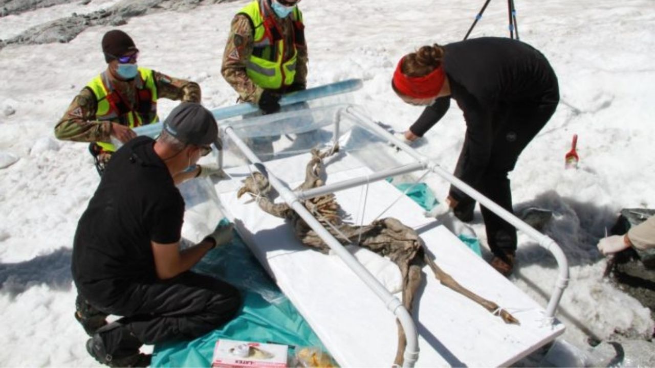 Intrigante camurça mumificada de 400 anos pode ajudar cientistas em pesquisas