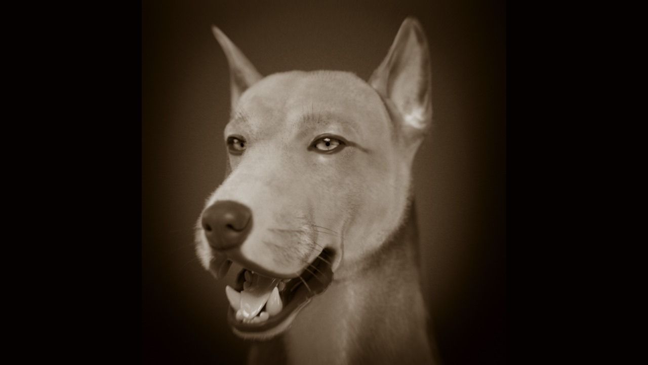 O cão de Muge: Essa é a face de um cachorro de 7.500 anos