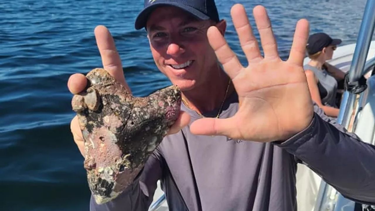 Americano encontra dente de 15 cm de megalodon, maior espécie de tubarão