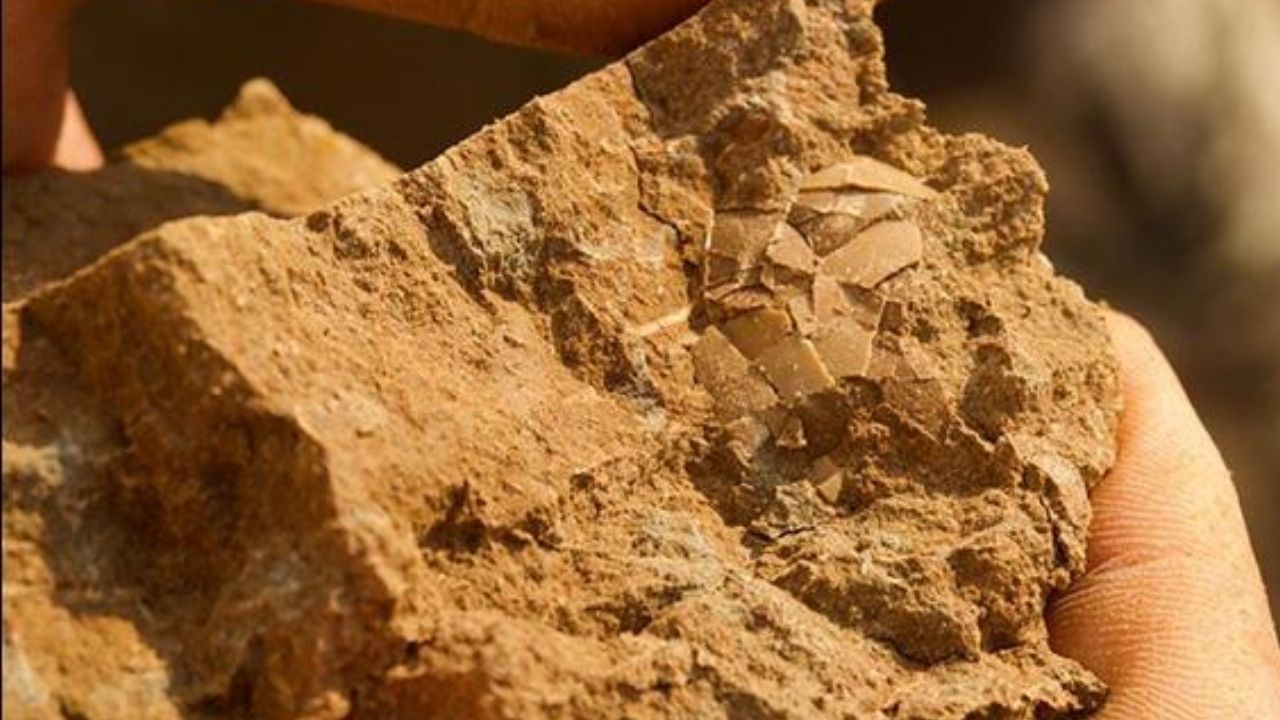 Cascas de ovo de dinossauro de 125 milhões de anos são encontradas na Rússia