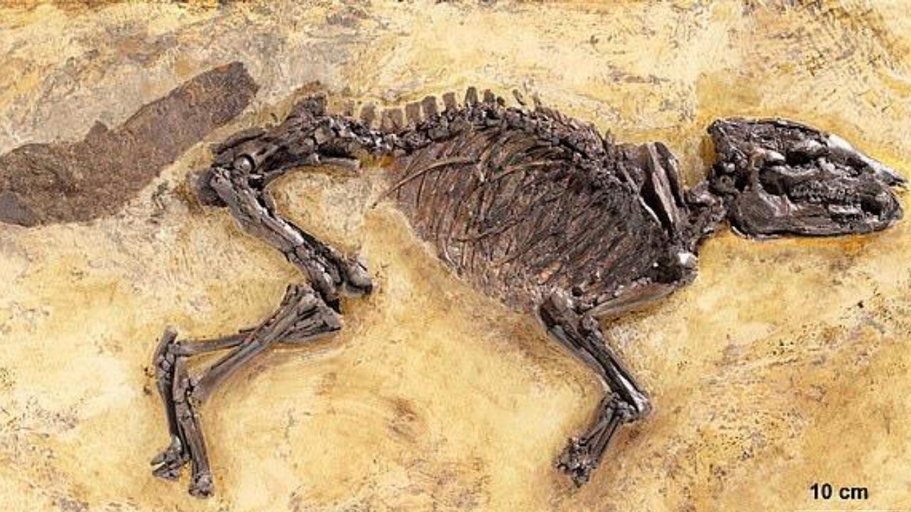 Cavalo ancestral do tamanho de um cachorro ganhará reconstrução 3D