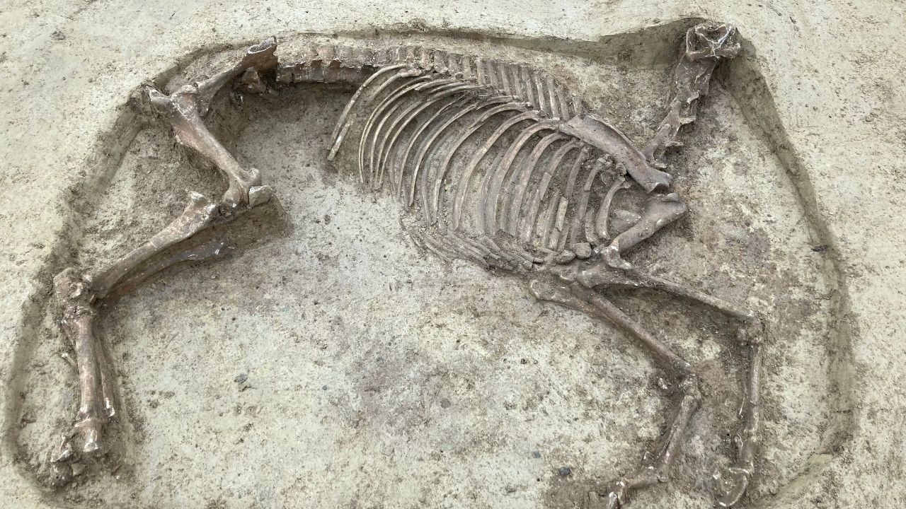 Na Alemanha, esqueletos de guerreiro e cavalo decapitado são descobertos