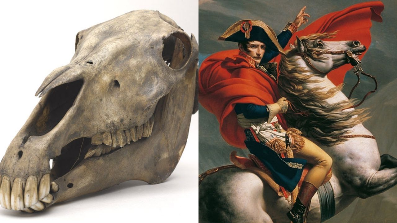 Causou polêmica 200 anos após a morte do imperador: A saga do esqueleto do cavalo de Napoleão