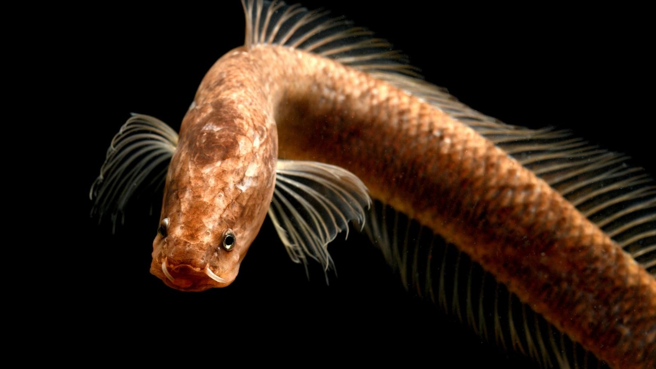 Nova família de peixes, com características primitivas, é encontrada na Índia