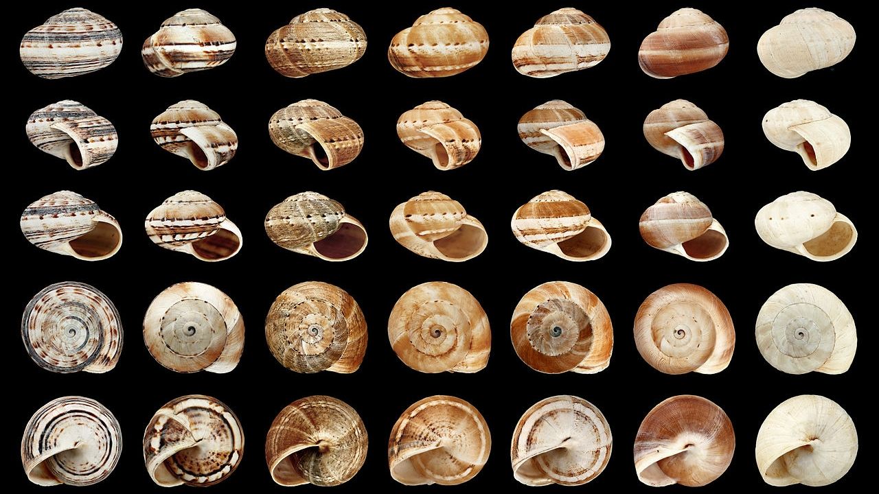 Povos pré-históricos se alimentaram de moluscos durante migração