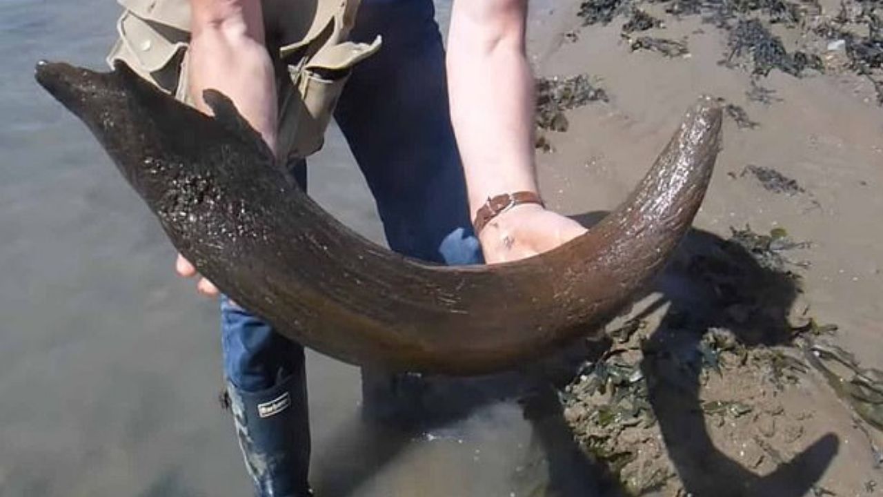 Pescadores do Reino Unido encontram impressionante chifre de 5 mil anos