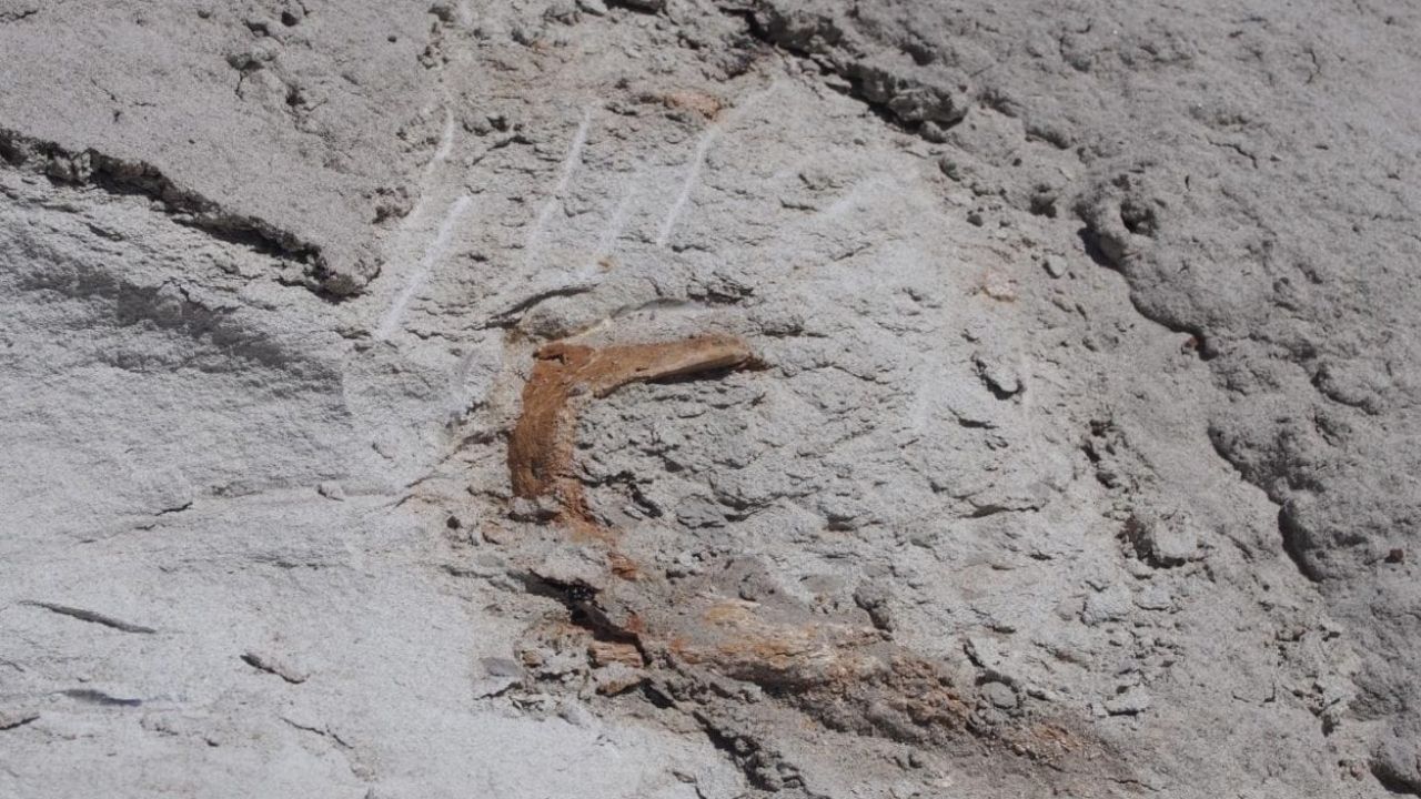 Estudo em crânio de dinossauro com crista mostra evolução de característica peculiar