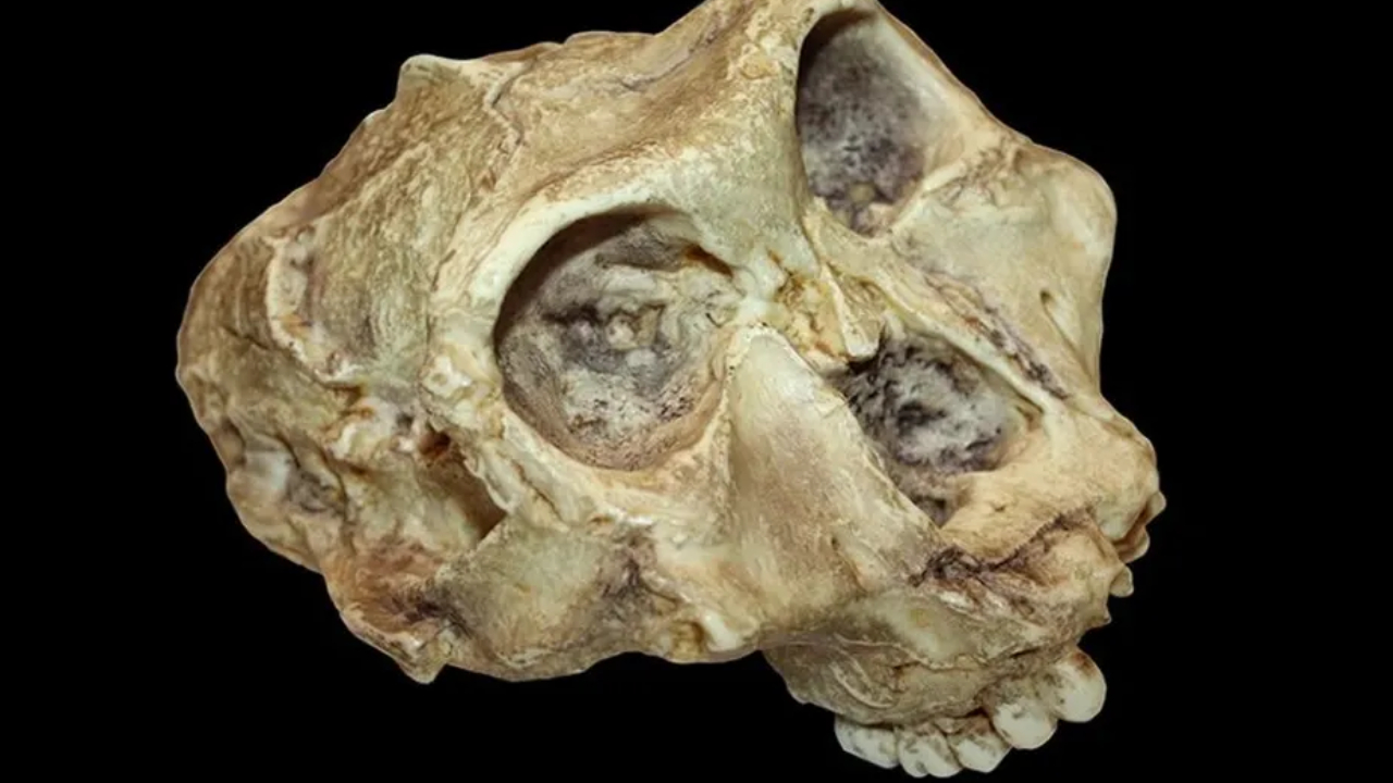 Análise de dentes revelam antigo ‘primo’ dos primeiros humanos