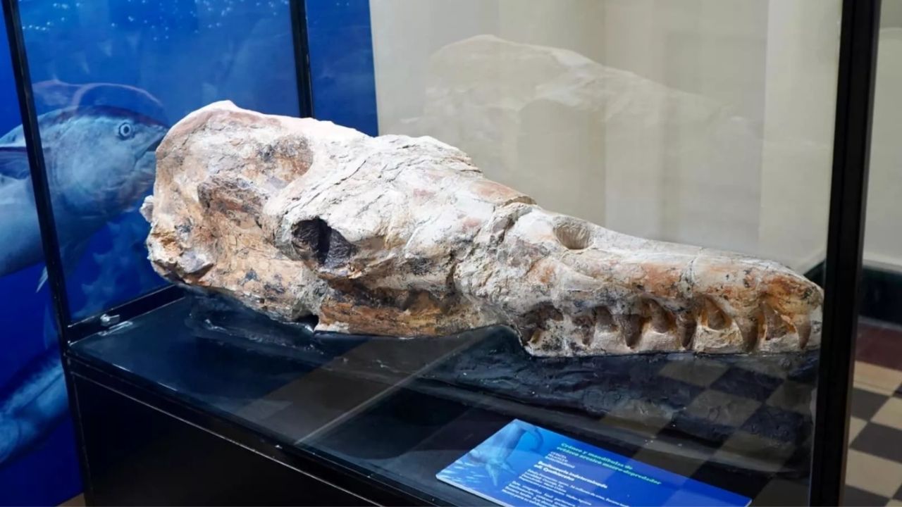 Fóssil de baleia de 36 milhões de anos é encontrado no Peru