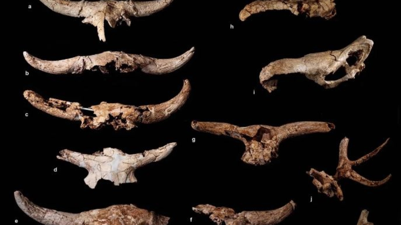 Estudo sugere que neandertais possuíam capacidade de lidar com símbolos