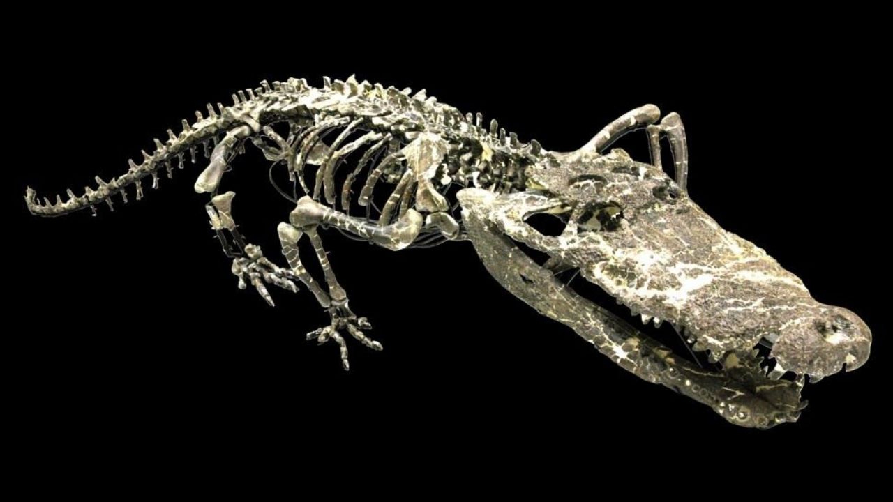 Antepassado dos crocodilos também conseguia respirar enquanto submerso